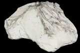 Fossil Crinoid (Eucalyptocrinites) Holdfast - Indiana #154210-2